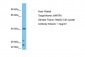 WWTR1 antibody - N-terminal region
